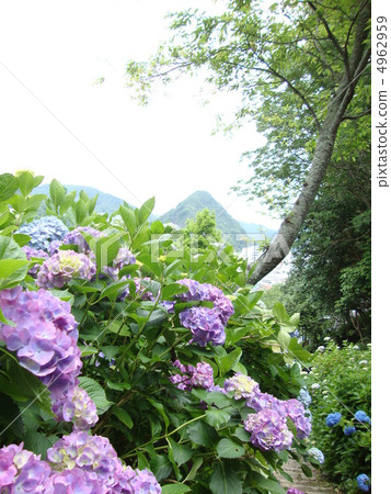 hydrangea   4962959
