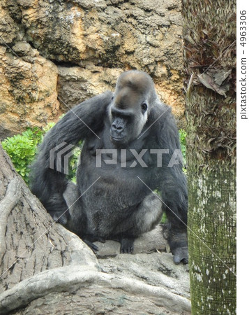 Nishi Roland大猩猩 4963306