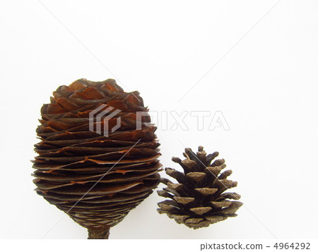 The back of the pine cones 4964292