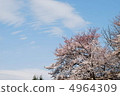 Sakura and sky 4964309