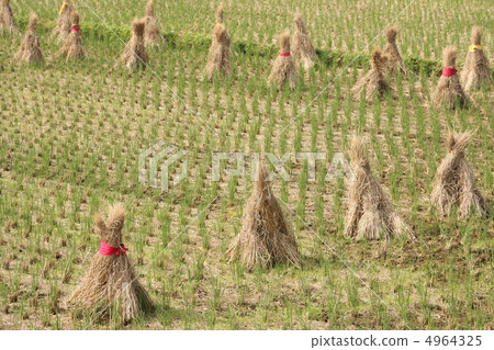 秋天稻田1 4964325