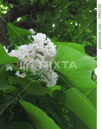 Flower of a mosquito tree Flower of a mosquito tree 4964388
