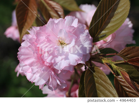 图库照片 重瓣樱树 八重桜 樱花