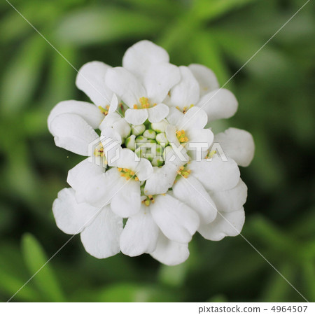 Tokiwanazuna 4964507