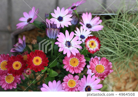 迪形態塞卡 4964508