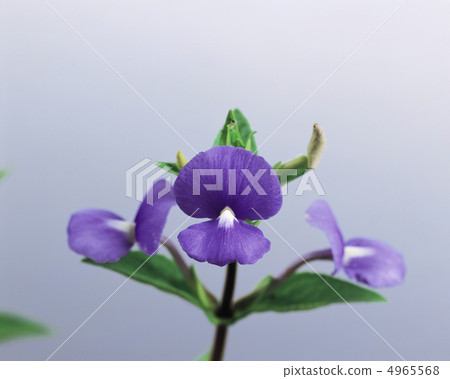 草藥生活字典 草藥生活字典 4965568