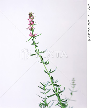 Herbal life dictionary 4965574