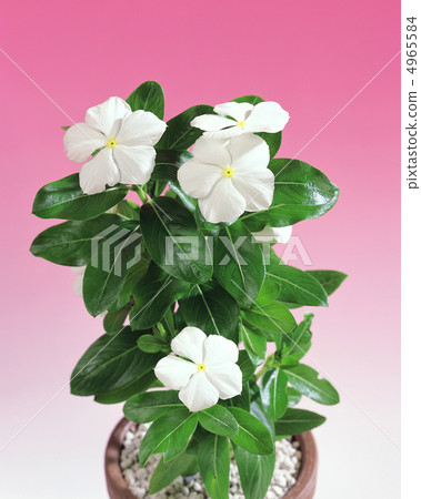 Herbal life dictionary 4965584