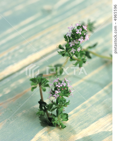 Herbal life dictionary 4965596