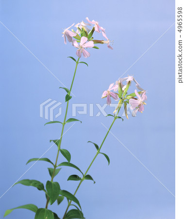 Herbal life dictionary Herbal life dictionary 4965598