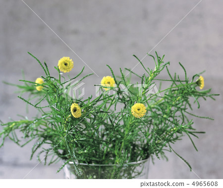 Herbal life dictionary 4965608