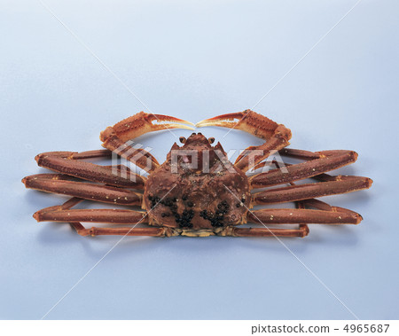 The food / fish & meat 4965687