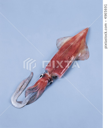 The food / fish & meat 4965691