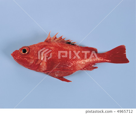 The food / fish & meat 4965712