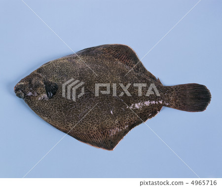 The food / fish & meat The food / fish & meat 4965716