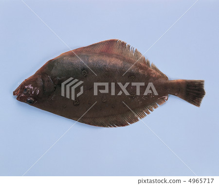 食物/魚和肉 食物/魚和肉 4965717