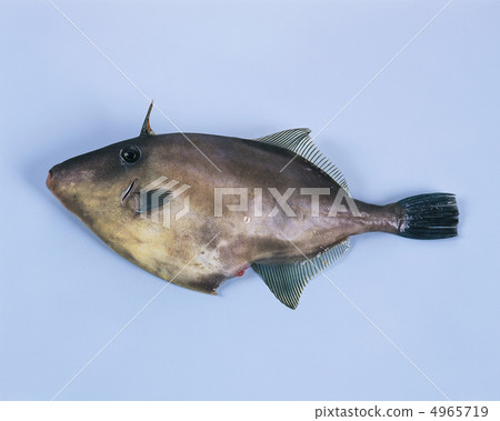 食物/魚和肉 4965719