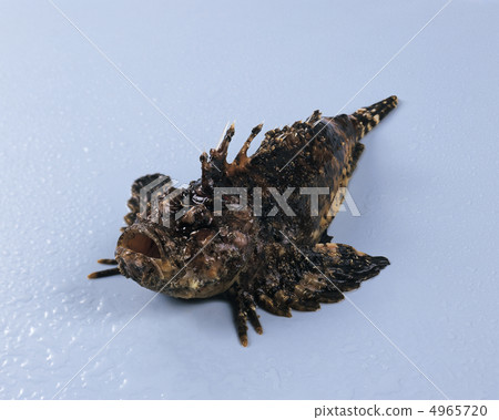 食物/魚和肉 食物/魚和肉 4965720