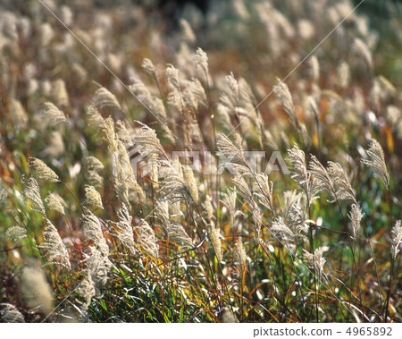 Autumn scenery 4965892