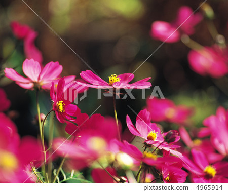 Autumn scenery 4965914