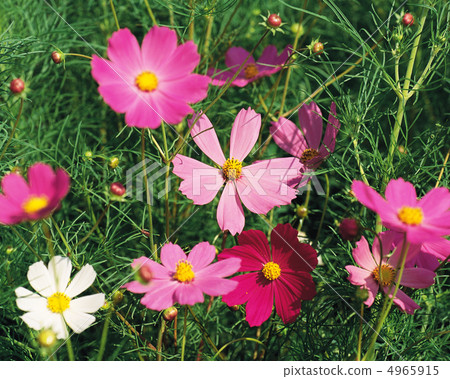 秋天的景色 4965915