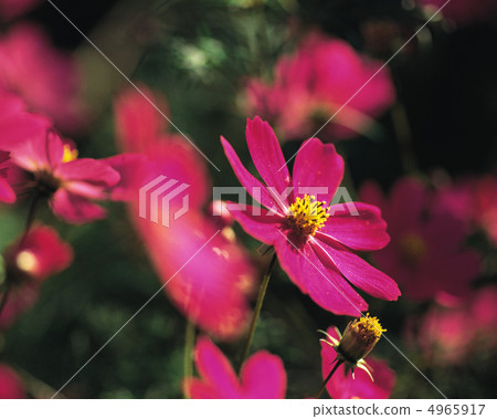 秋天的景色 4965917