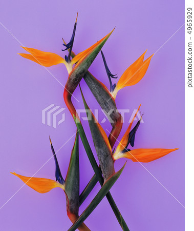 Flower pattern 4965929