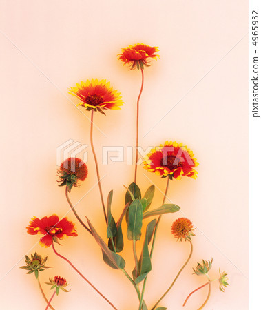 花卉圖案 花卉圖案 4965932