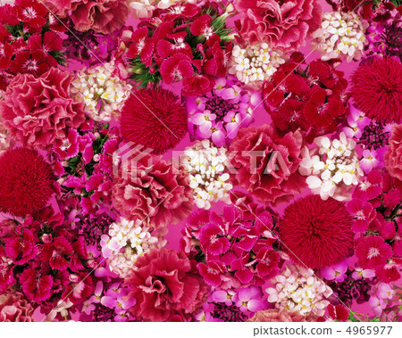 花卉圖案 4965977