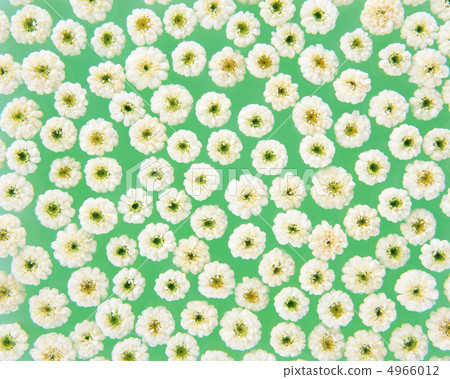 Flower pattern 4966012