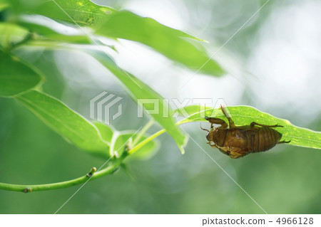 Sora cry. Sora cry. 4966128