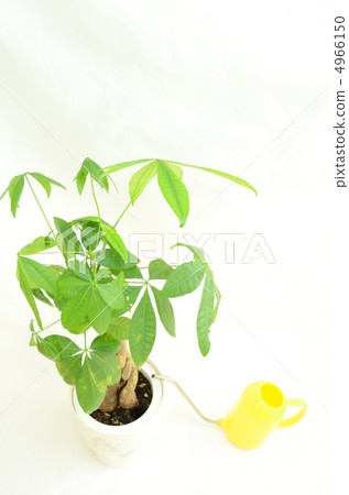 帕奇拉 帕奇拉 4966150