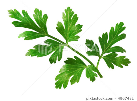 Fresh herbs parsley Fresh herbs parsley 4967451