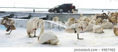 Swans covered with oil 4967468