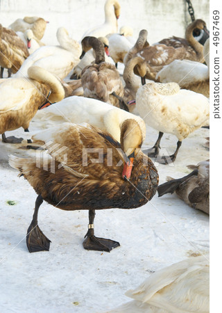 Beautiful swan covered with oil 4967469