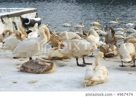 Beautiful swans covered with oil 4967474