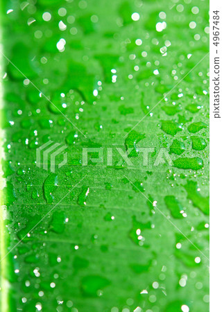 Green leaf with water drops Green leaf with water drops 4967484