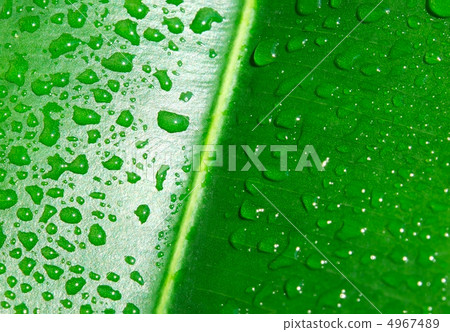 Green leaf with water drops Green leaf with water drops 4967489