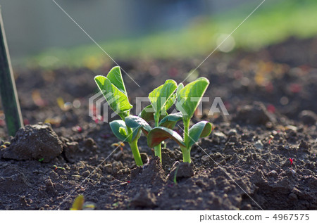 Soybean sprouts Soybean sprouts 4967575
