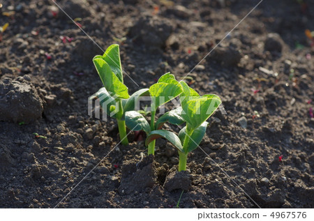 Soybean sprouts Soybean sprouts 4967576