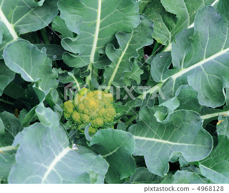 收穫時 收穫時 4968128