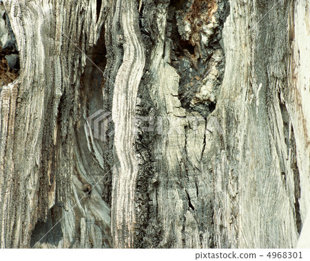 自然藝術博物館 4968301