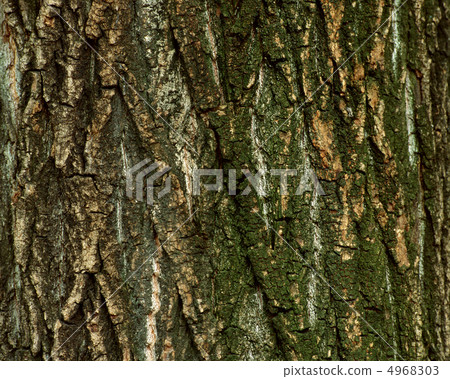 自然藝術博物館 4968303