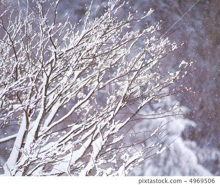 冬天的景色 4969506