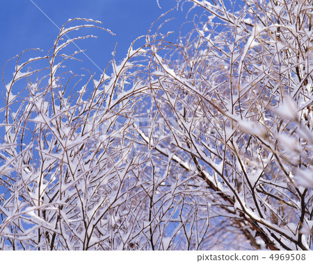 冬天的景色 4969508