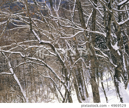 冬天的景色 4969529