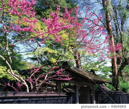 Primary Japan 4969969