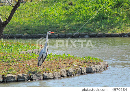 A waterside bird A waterside bird 4970384