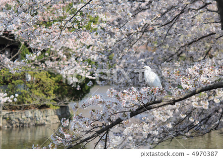 櫻花和蒼鷺在水邊 4970387