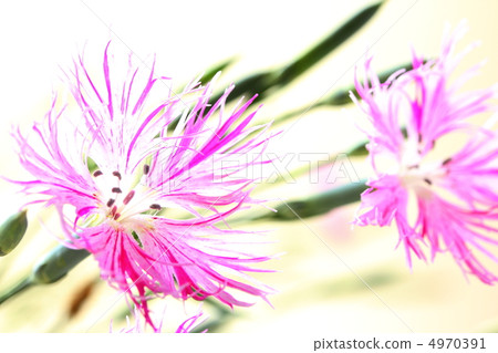 Kawaranadesico 4970391